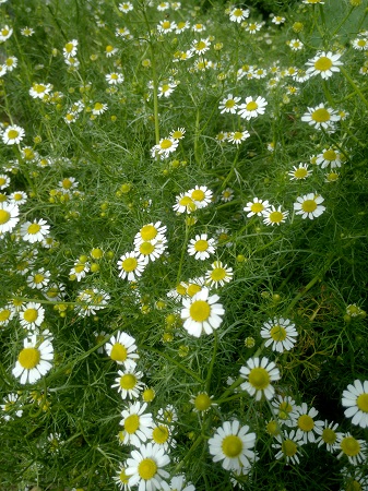 337x450  153 KB. Big one: 3696x4928  4004 KB