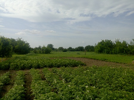 450x337  109 KB. Big one: 4928x3696  3489 KB