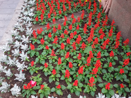 450x338  281 KB. Big one: 3264x2448  4241 KB