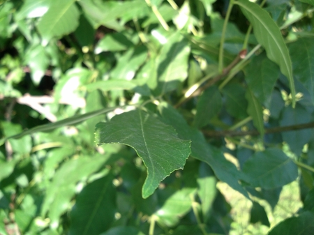 450x337  136 KB. Big one: 4128x3096  2983 KB