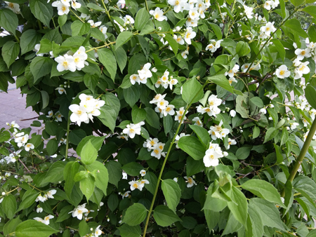 450x338  233 KB. Big one: 4160x3120  5444 KB