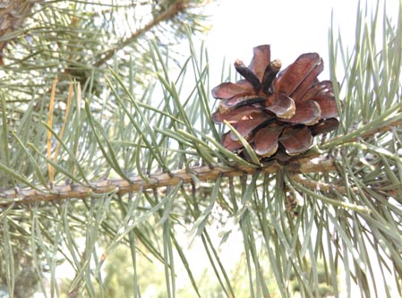 449x333  50 KB. Big one: 4224x3136  3984 KB