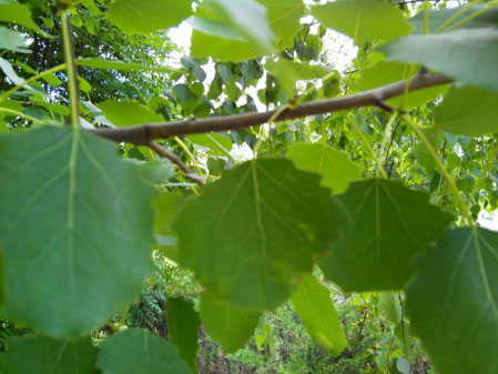 449x337  49 KB. Big one: 4160x3120  3877 KB