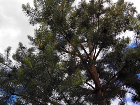 449x337  52 KB. Big one: 4160x3120  4594 KB