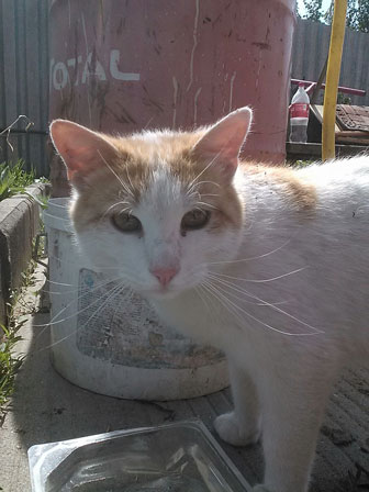 336x448  34 KB. Big one: 1200x1600  1335 KB