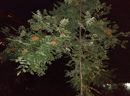 450x333  154 KB. Big one: 4208x3120  2013 KB