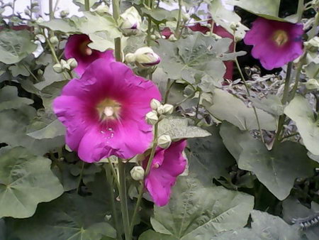 450x338  55 KB. Big one: 640x480  81 KB