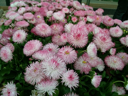 450x337  198 KB. Big one: 4608x3456  4672 KB