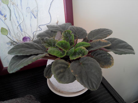 450x338  28 KB. Big one: 3264x2448  2480 KB