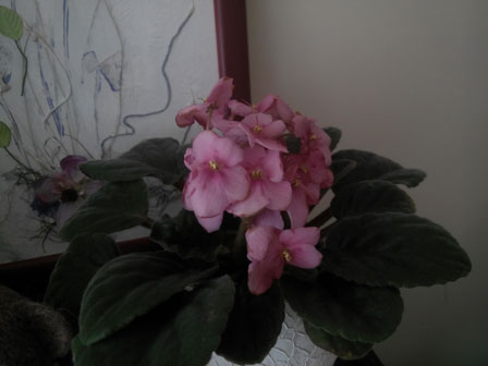 448x336  20 KB. Big one: 4096x3072  2475 KB