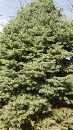 253x450  86 KB. Big one: 1836x3264  3160 KB