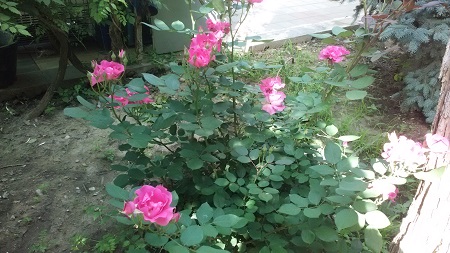 450x253  73 KB. Big one: 3264x1836  1888 KB