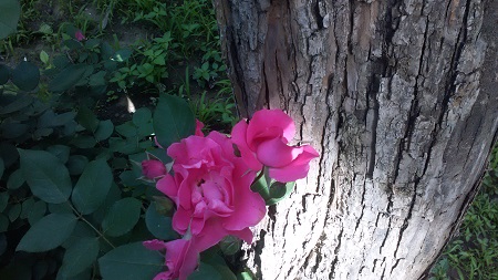 450x253  68 KB. Big one: 3264x1836  1914 KB