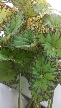 253x450  58 KB. Big one: 1836x3264  1552 KB