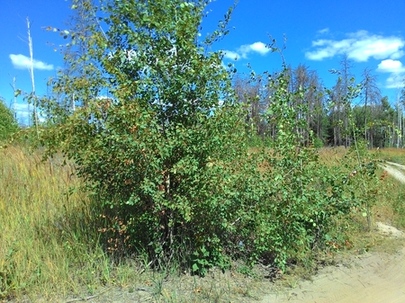 450x337  243 KB. Big one: 3264x2448  3444 KB