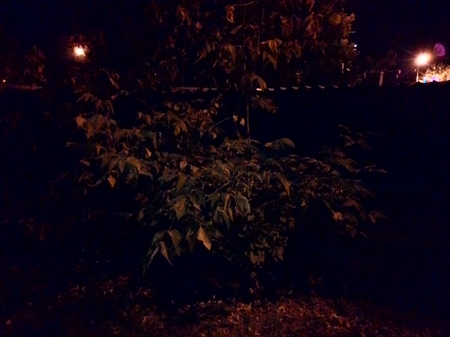 450x337  133 KB. Big one: 3264x2448  897 KB