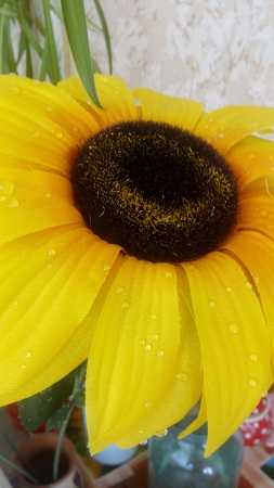 253x450  82 KB. Big one: 2304x4096  2876 KB