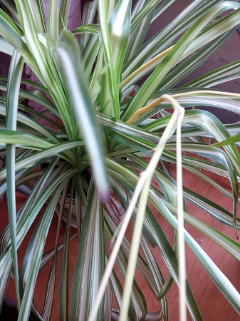 337x450  129 KB. Big one: 3072x4096  2885 KB