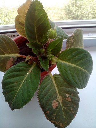 337x450  104 KB. Big one: 3072x4096  2519 KB