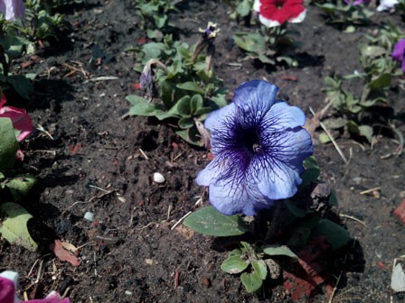 448x336  60 KB. Big one: 3264x2448  1766 KB