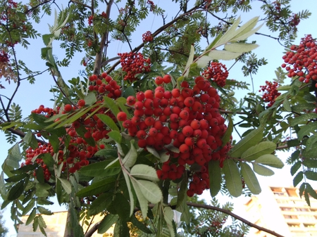 450x337  220 KB. Big one: 3264x2448  1501 KB