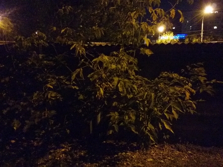 450x337  156 KB. Big one: 3264x2448  1367 KB