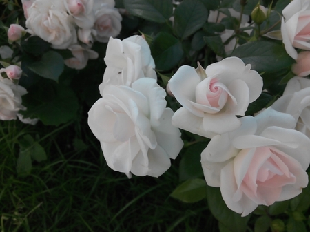 450x337  105 KB. Big one: 4160x3120  2511 KB