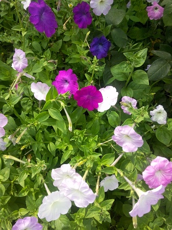 337x450  136 KB. Big one: 2448x3264  2479 KB