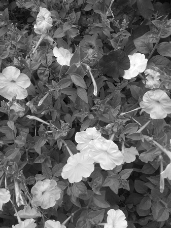 337x450  118 KB. Big one: 2448x3264  2154 KB