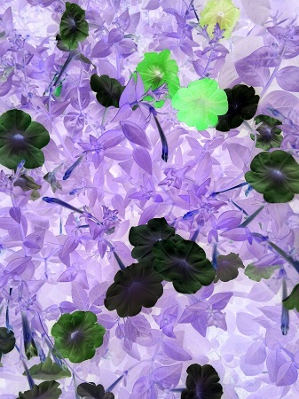 337x450  131 KB. Big one: 2448x3264  2402 KB