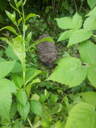 337x450  120 KB. Big one: 2448x3264  2436 KB