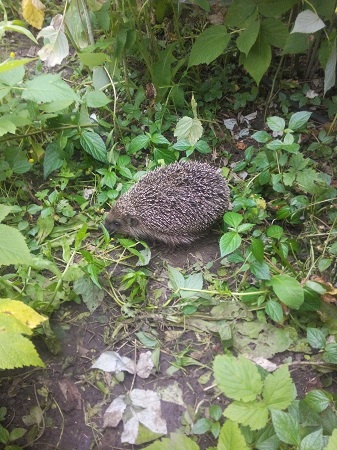 337x450  140 KB. Big one: 2448x3264  2941 KB