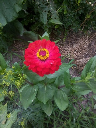 337x450  123 KB. Big one: 2448x3264  2519 KB