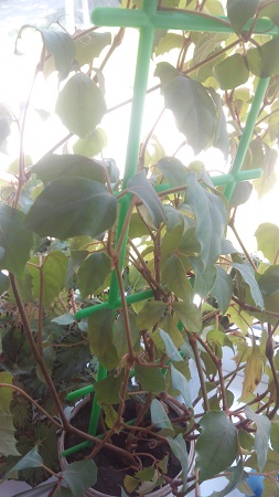 253x450  95 KB. Big one: 1872x3328  1195 KB