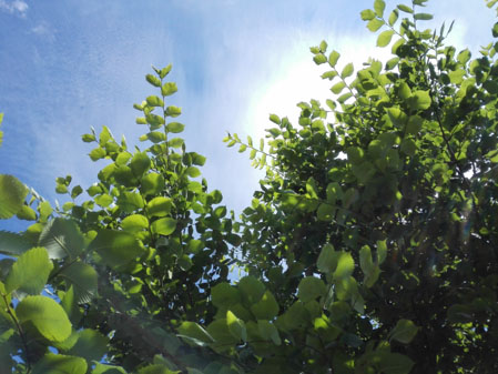 449x337  53 KB. Big one: 4160x3120  4651 KB