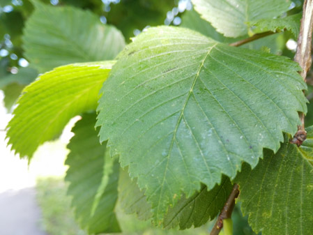 449x337  50 KB. Big one: 4160x3120  4328 KB