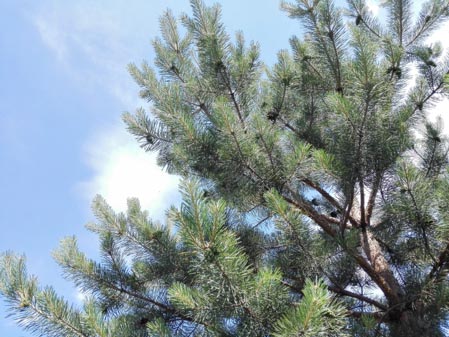 449x337  51 KB. Big one: 4160x3120  7871 KB