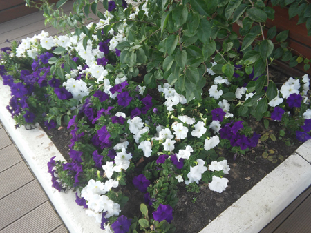 450x338  214 KB. Big one: 3264x2448  2869 KB