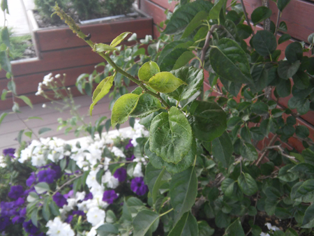 450x338  179 KB. Big one: 3264x2448  2288 KB