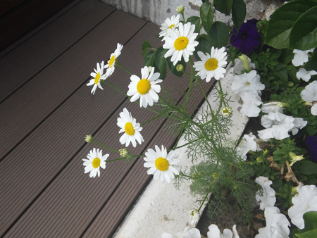 450x338  172 KB. Big one: 3264x2448  2430 KB