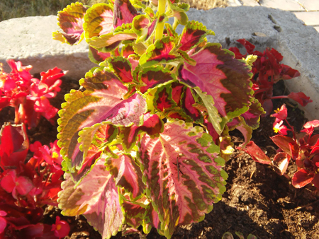 450x338  257 KB. Big one: 3264x2448  2783 KB