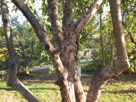 450x338  276 KB. Big one: 3264x2448  4358 KB