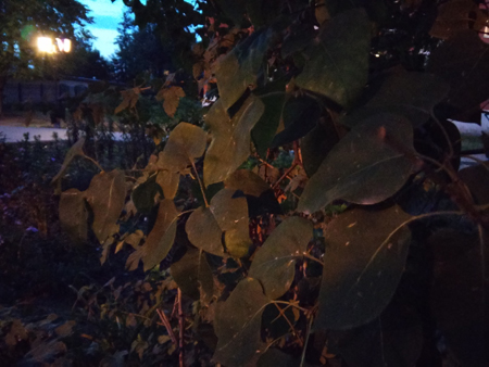 450x338  136 KB. Big one: 3264x2448  1706 KB