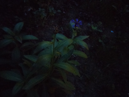 450x338  93 KB. Big one: 3264x2448  1264 KB