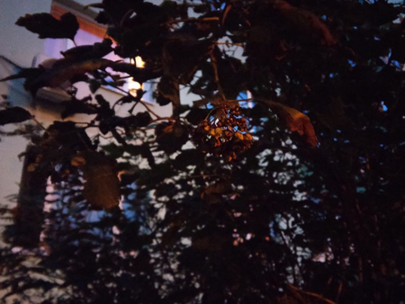 450x338  139 KB. Big one: 3264x2448  1551 KB