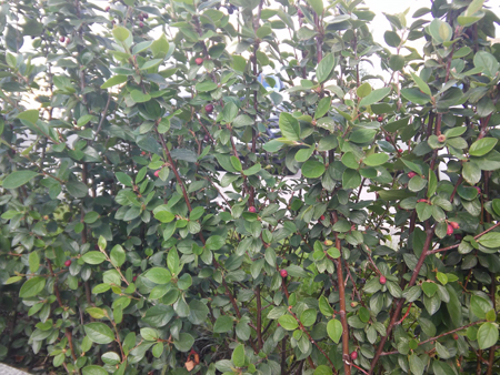 450x338  243 KB. Big one: 3264x2448  2798 KB