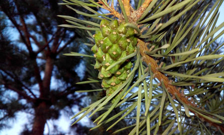 448x269  53 KB. Big one: 3600x2160  2404 KB