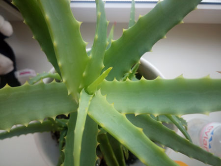 450x338  25 KB. Big one: 4096x3072  1153 KB