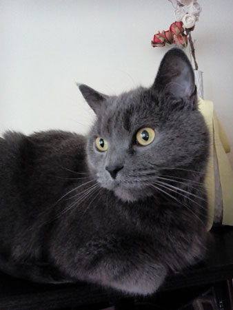 338x450  25 KB. Big one: 1920x2560  541 KB