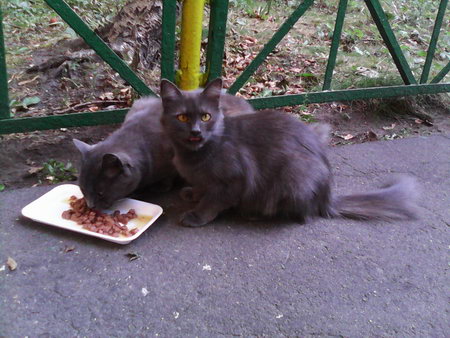 450x338  60 KB. Big one: 1600x1200  1058 KB